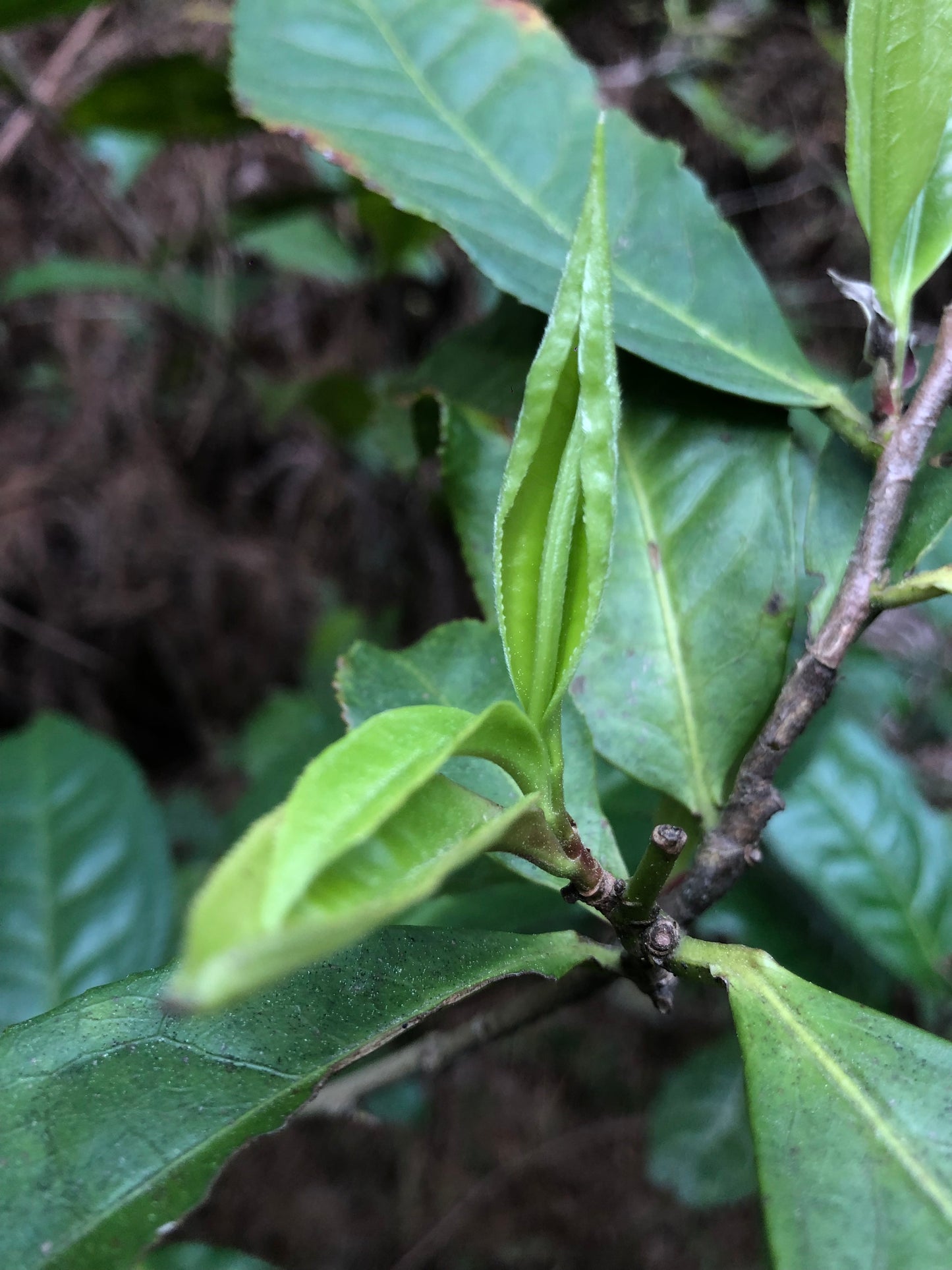 （3-6月）苍山采野生茶 制作自己的白茶