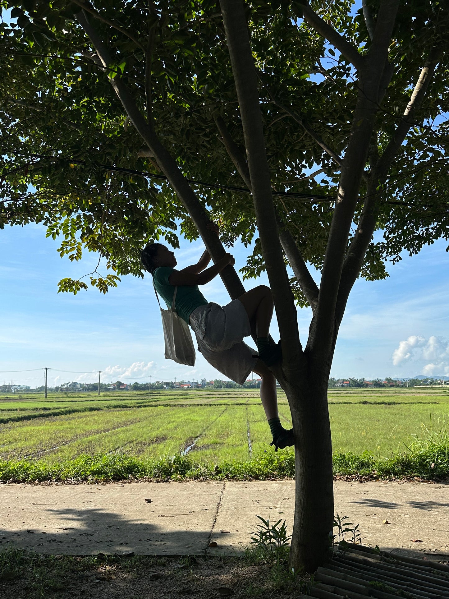 杂草景