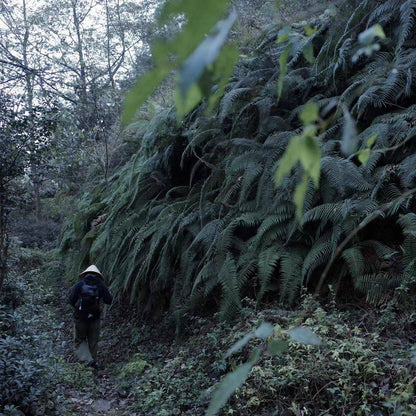 阔松坪轻徒步 | 田野 · 溪流 · 森林