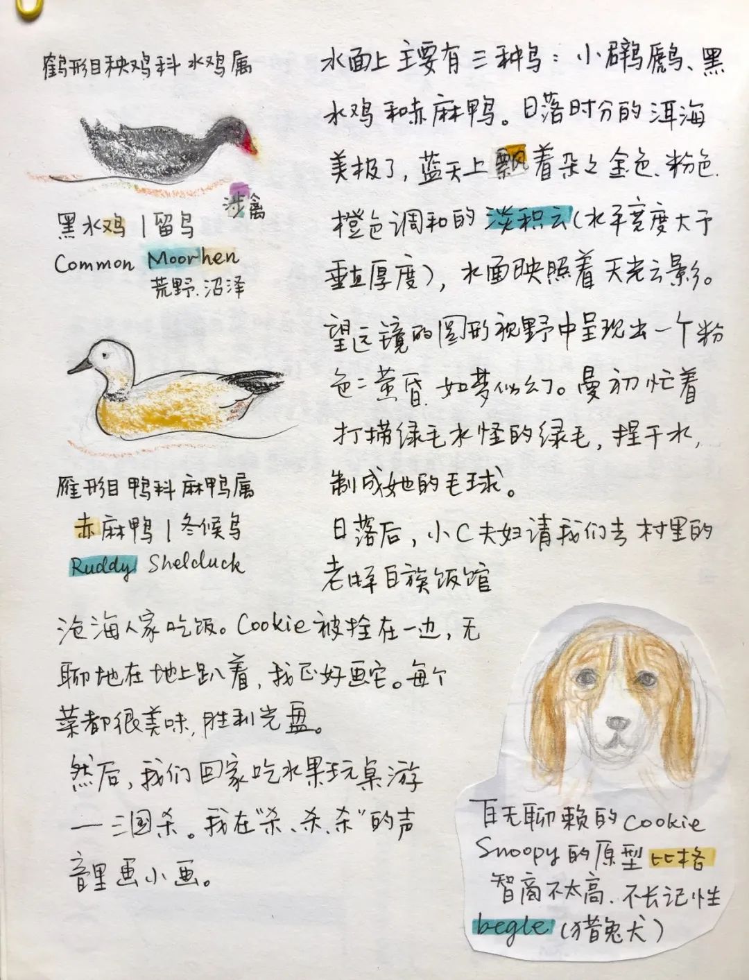 自然观察与笔记 | 鸟类、植物和昆虫