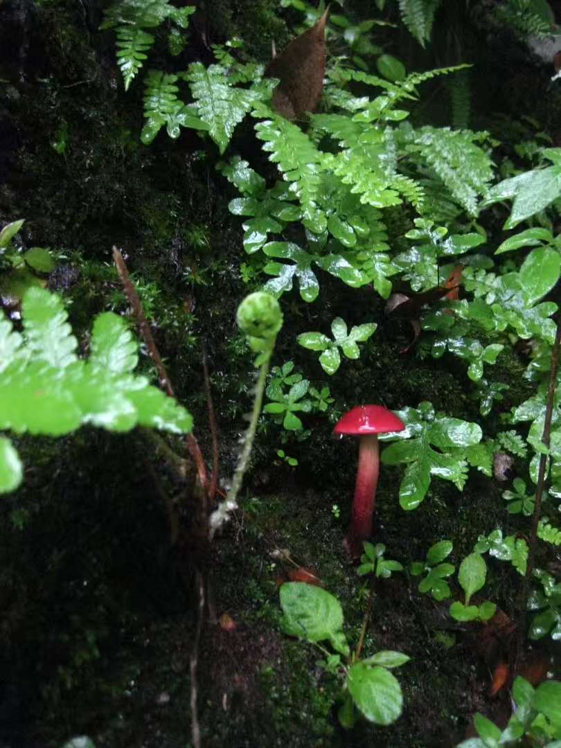 (4-11月) 苍山西坡露营