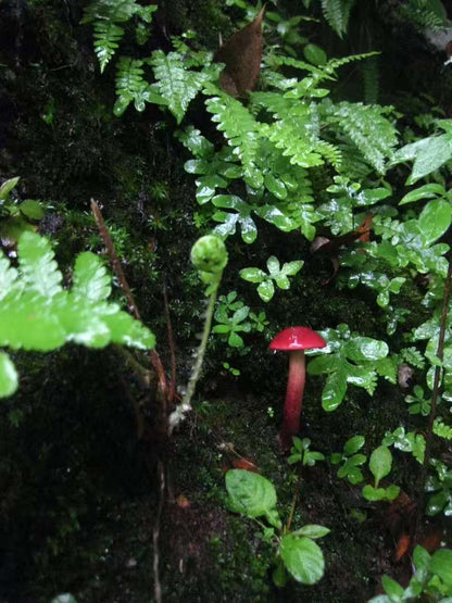 (4-11月) 苍山西坡露营