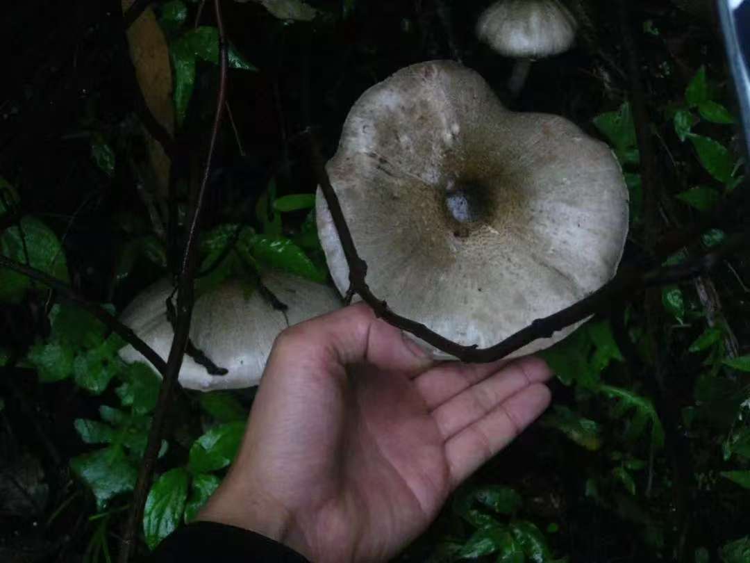 (4-11月) 苍山西坡露营