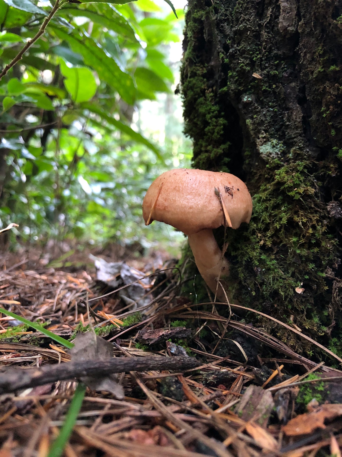 山间四季的集采