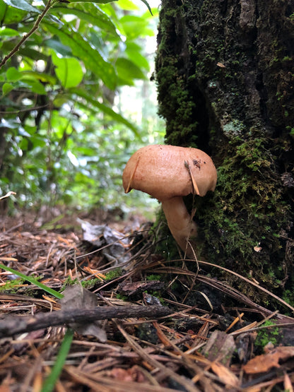 山间四季的集采
