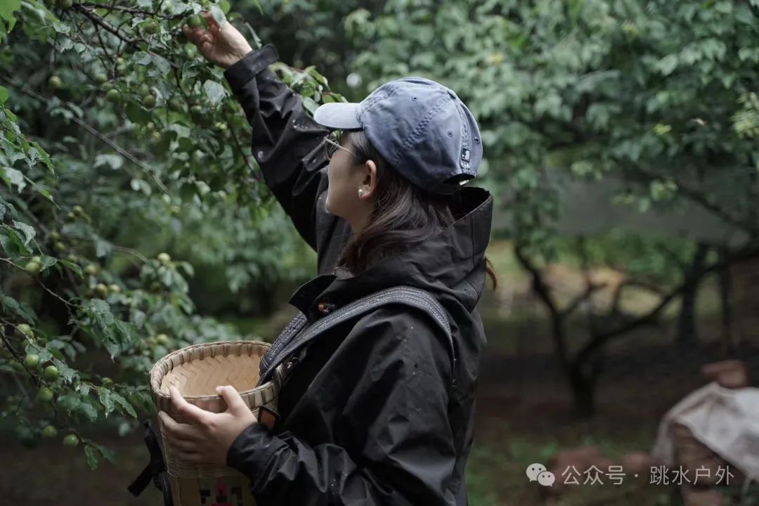 （6月、7月）深山采梅子 | 酿一瓶青梅酒