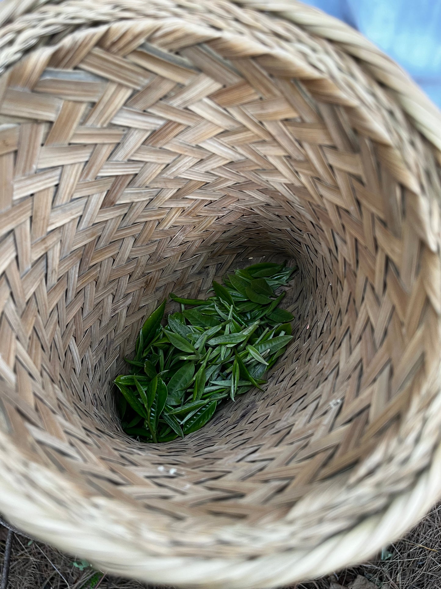 （3-6月）苍山采野生茶 制作自己的白茶