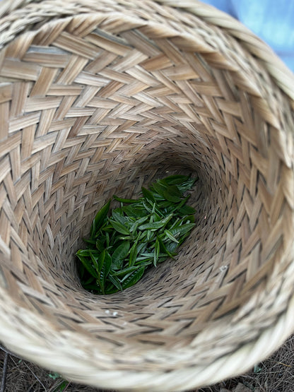 （3-6月）苍山采野生茶 制作自己的白茶