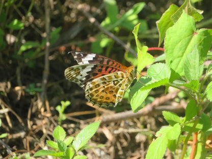 Mini escursione di osservazione della natura | Uccelli, piante e insetti