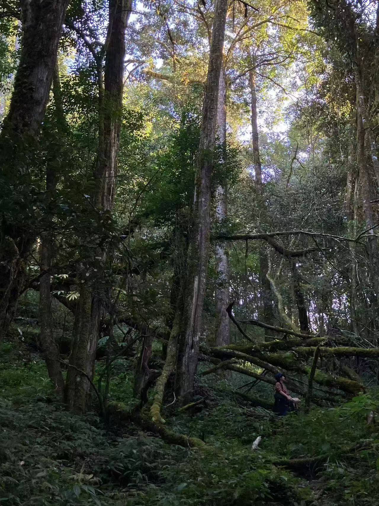 澜沧江的两天旅行 ｜ 大河、古道、村落和森林
