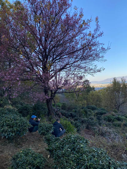 山坡的村庄茶园 ｜ 俯瞰大理的日出日落