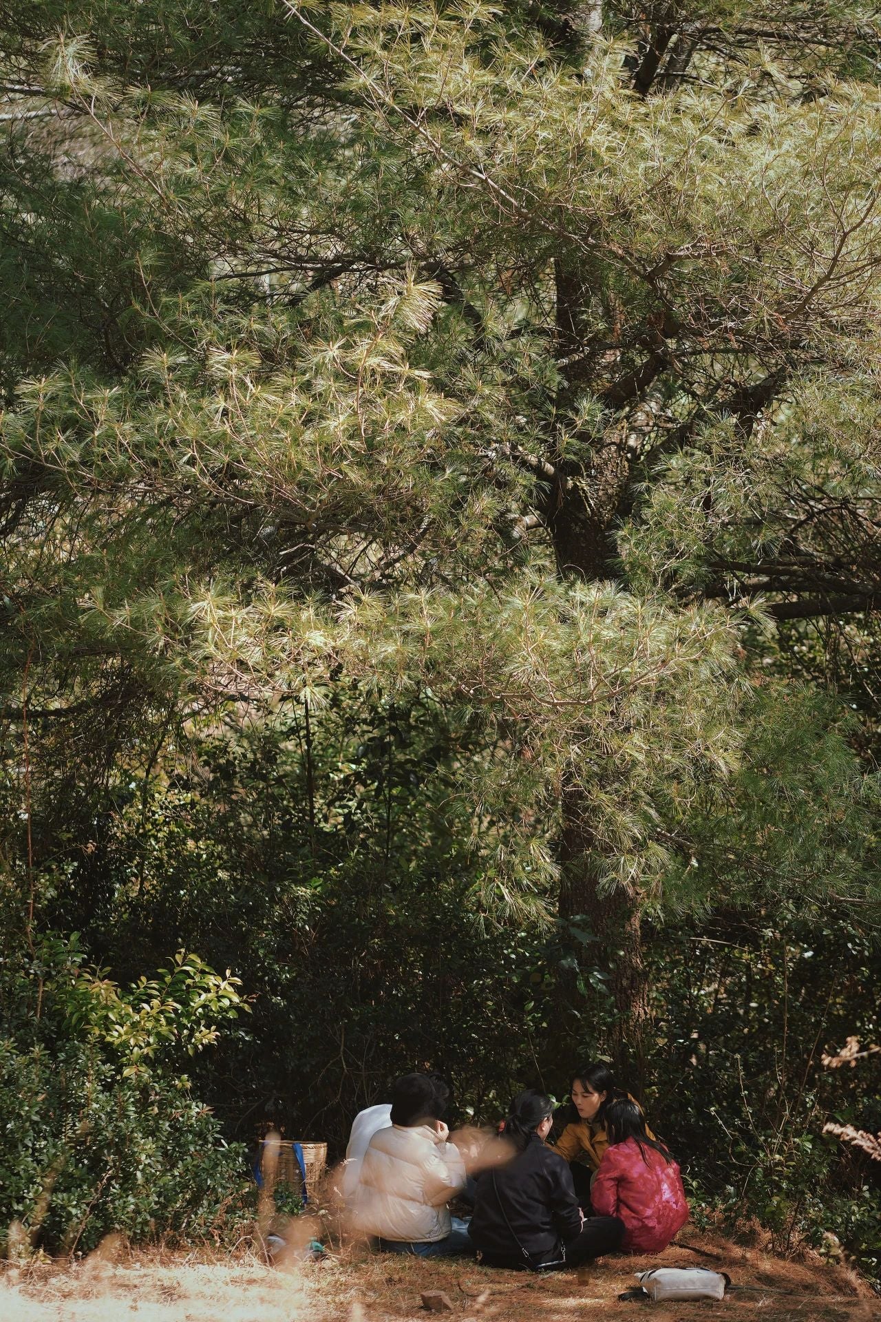 松鹤村毛哥家