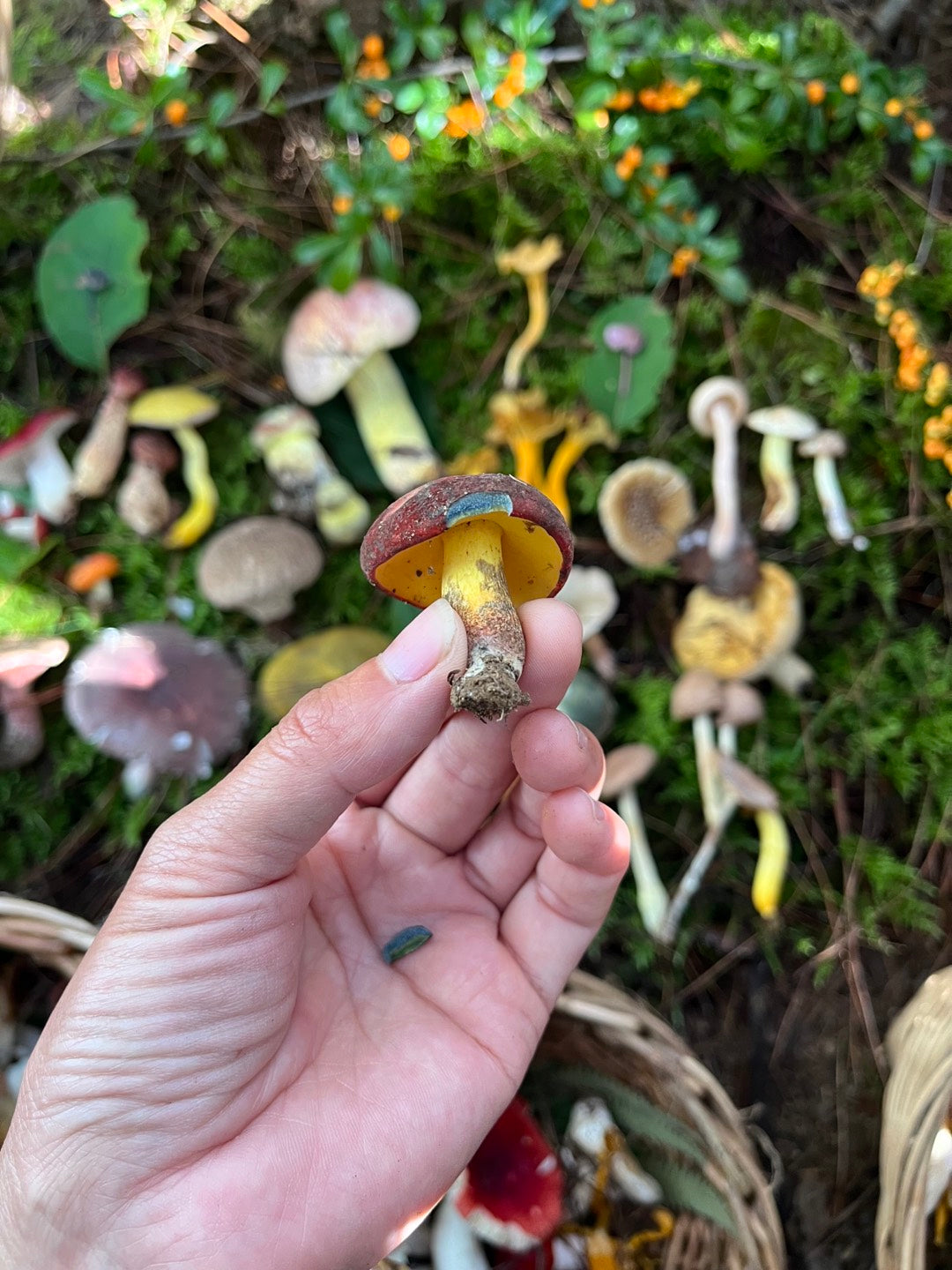 山间四季的集采