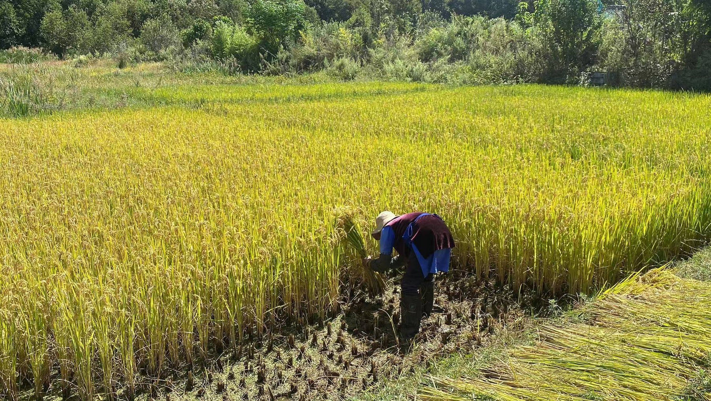 凤羽乡村旅行 15