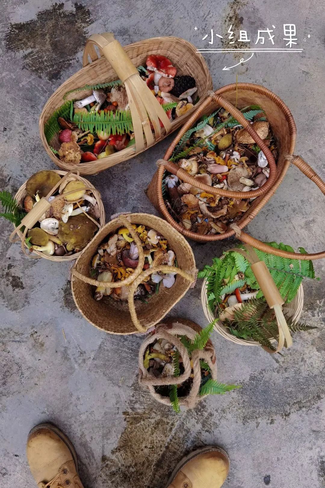 （6-10月）上山采蘑菇 | 在农家吃菌子餐