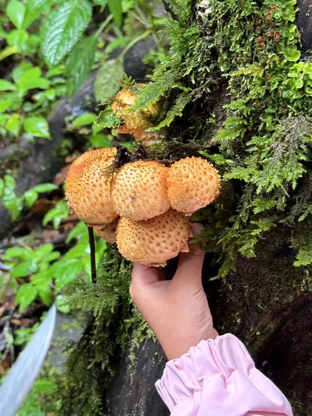 (4-11月) 苍山西坡露营