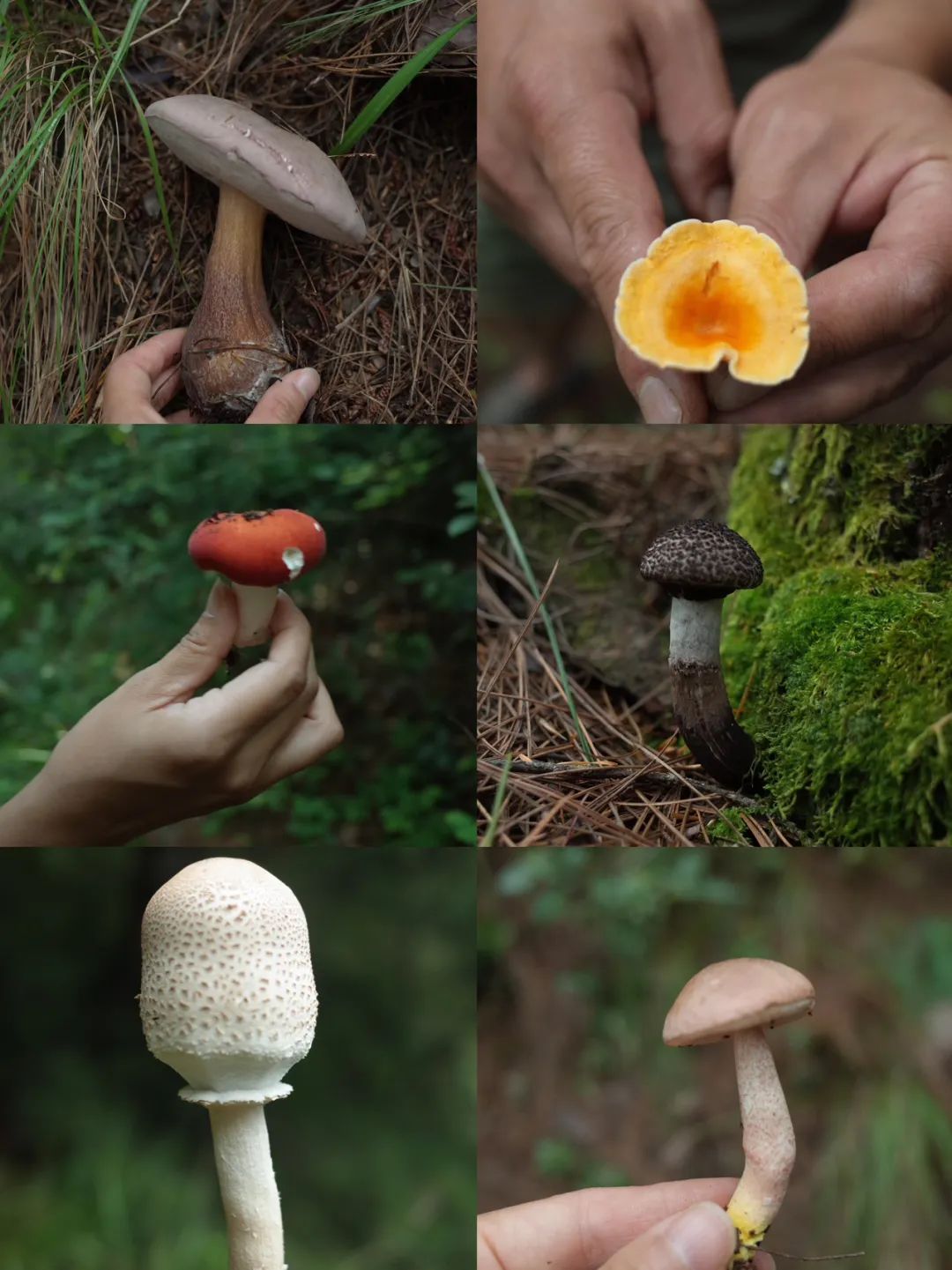 （6-10月）上山采蘑菇 | 在农家吃菌子餐