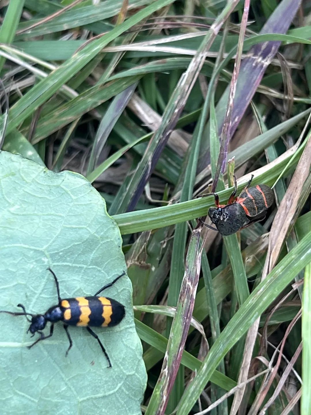 Mini escursione di osservazione della natura | Uccelli, piante e insetti