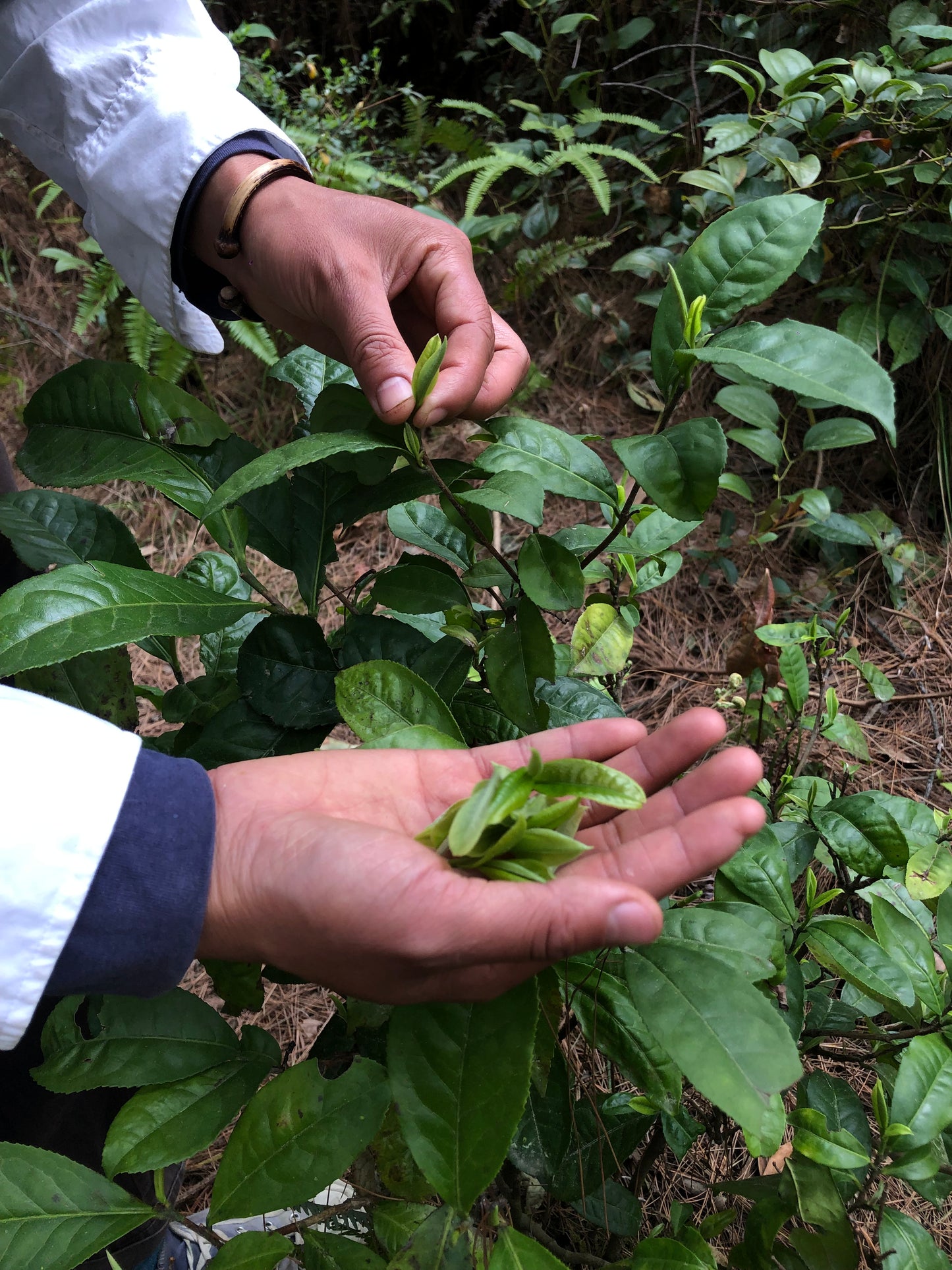 （3-6月）苍山采野生茶 制作自己的白茶