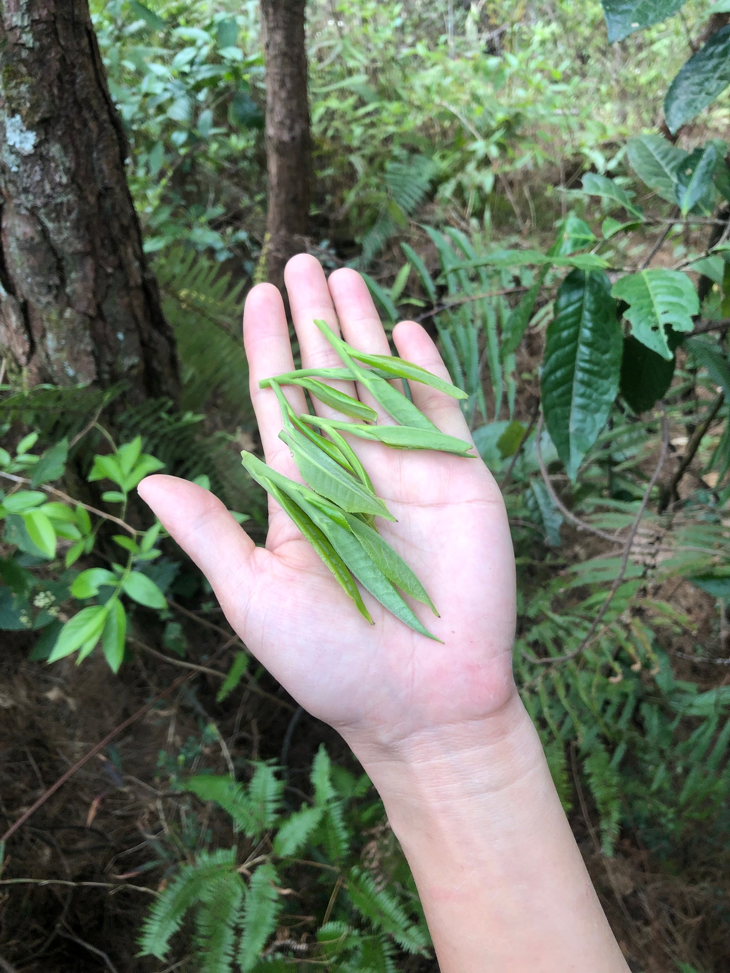 （3-6月）苍山采野生茶 制作自己的白茶