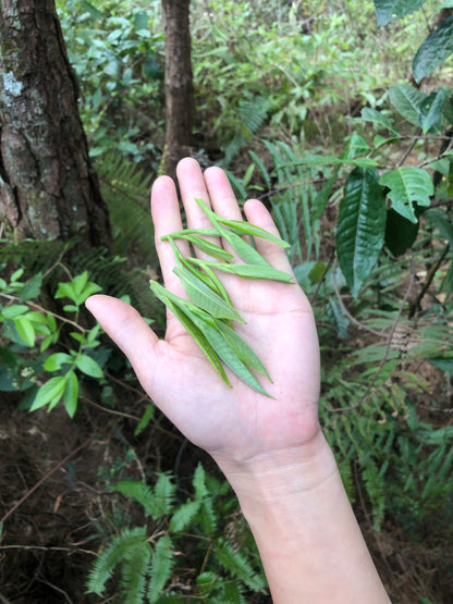 （3-6月）苍山采野生茶 制作自己的白茶