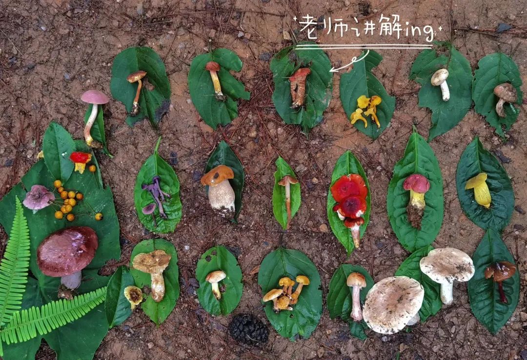 （6-10月）上山采蘑菇 | 在农家吃菌子餐