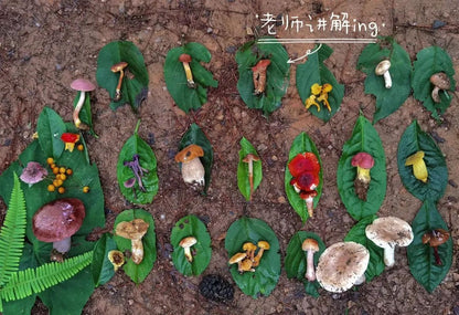（6-10月）上山采蘑菇 | 在农家吃菌子餐