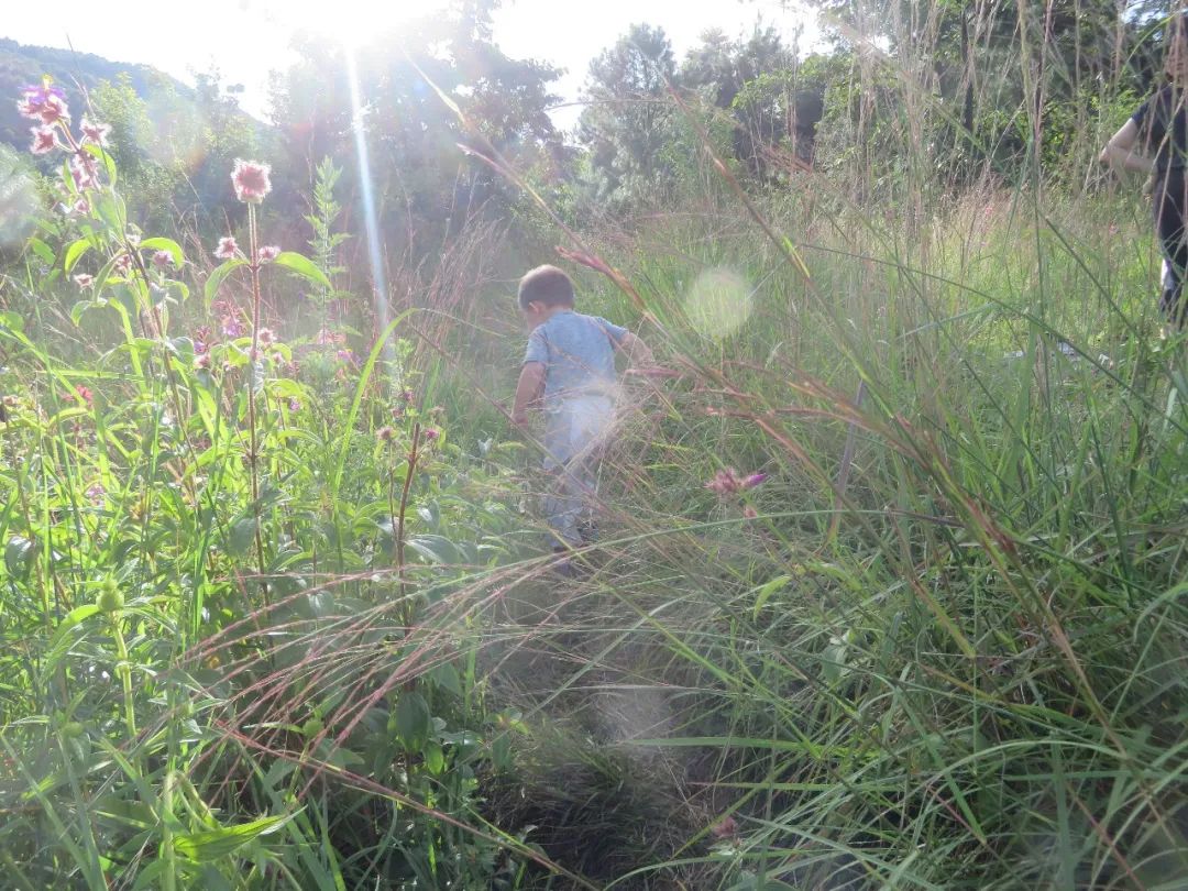 Mini escursione di osservazione della natura | Uccelli, piante e insetti