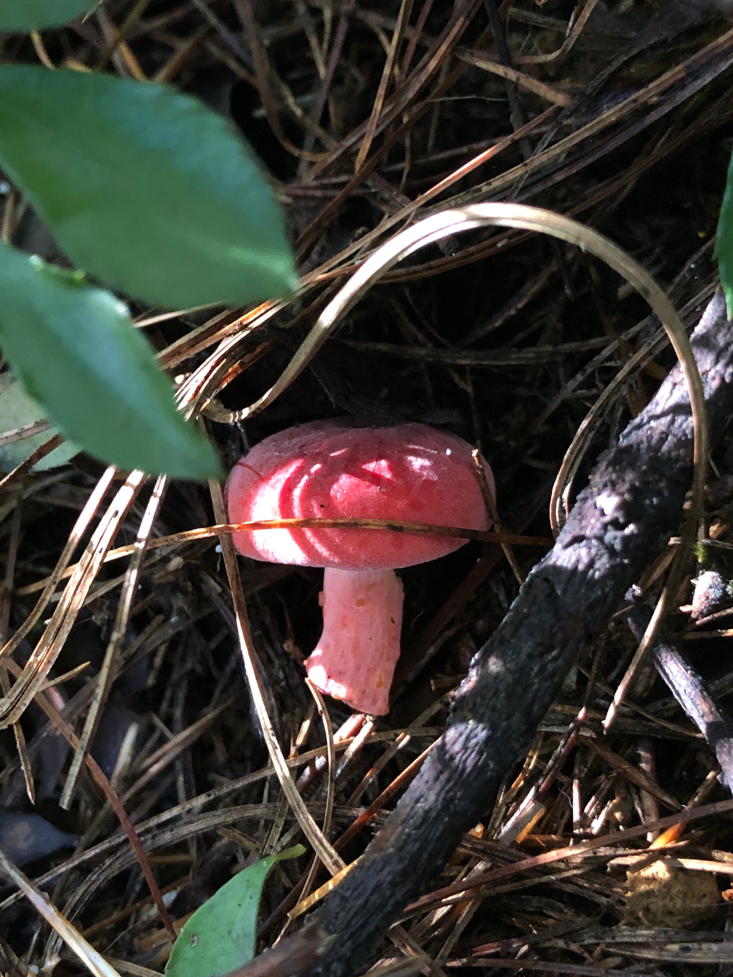 山间四季的集采