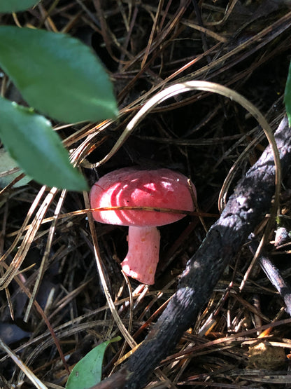 山间四季的集采