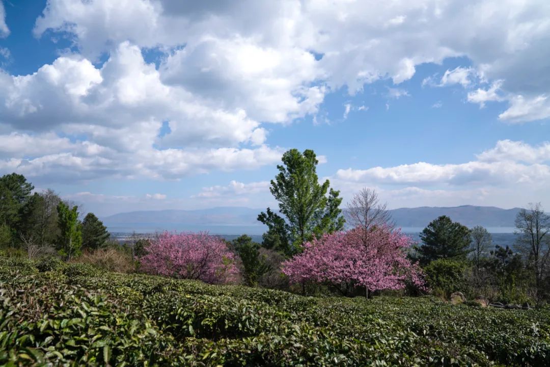 「莫催茶室」的明前绿茶 和 滇红茶
