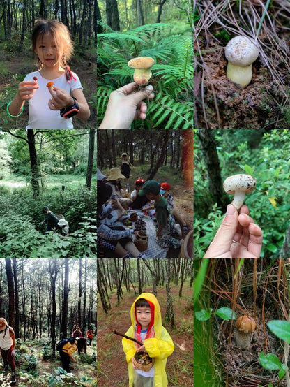 （6-10月）上山采蘑菇 | 在农家吃菌子餐
