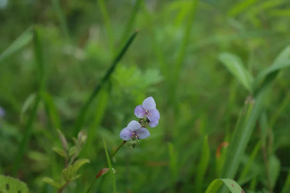 和阿金在森林散步·讲故事 31