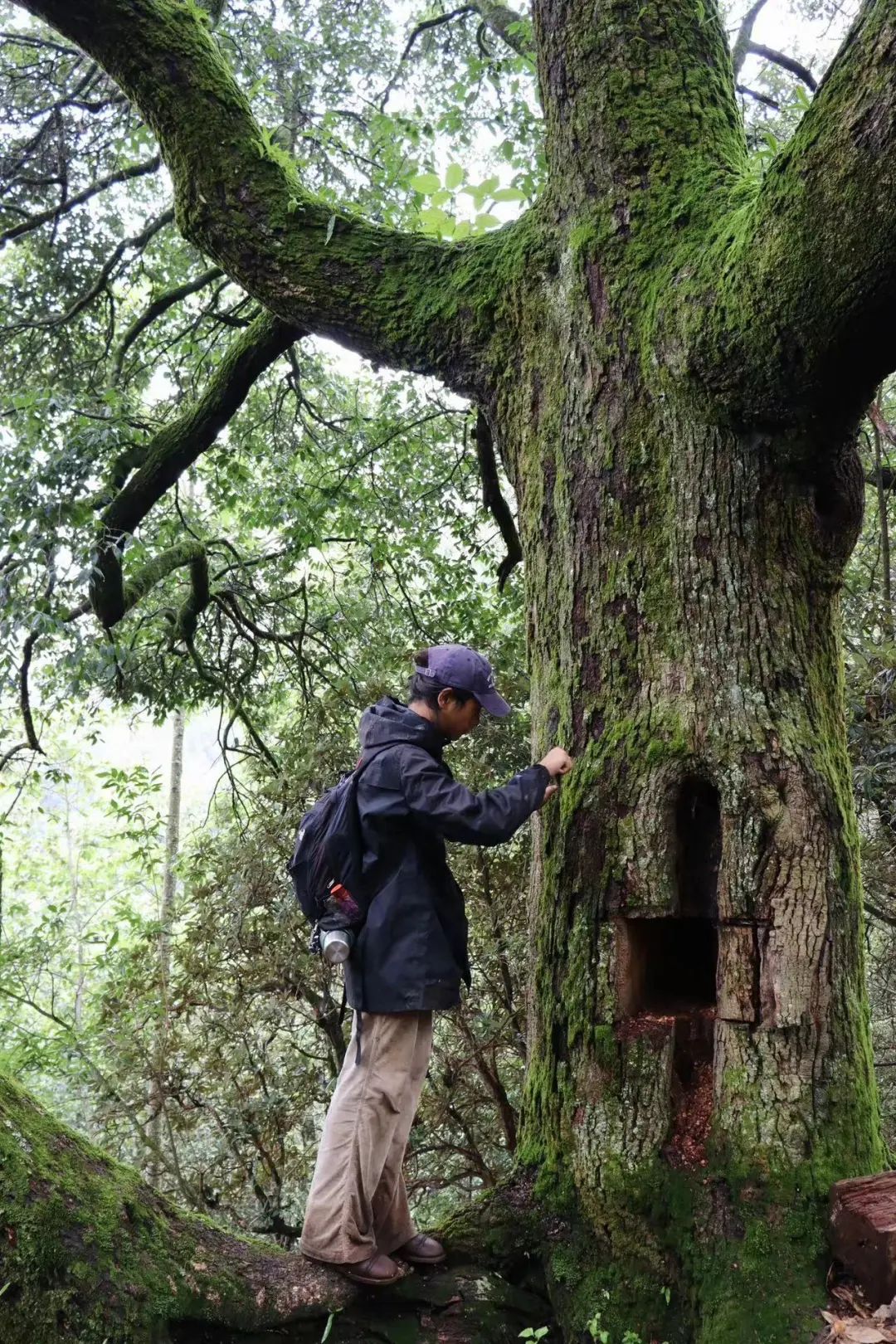 (4-11月) 苍山西坡露营