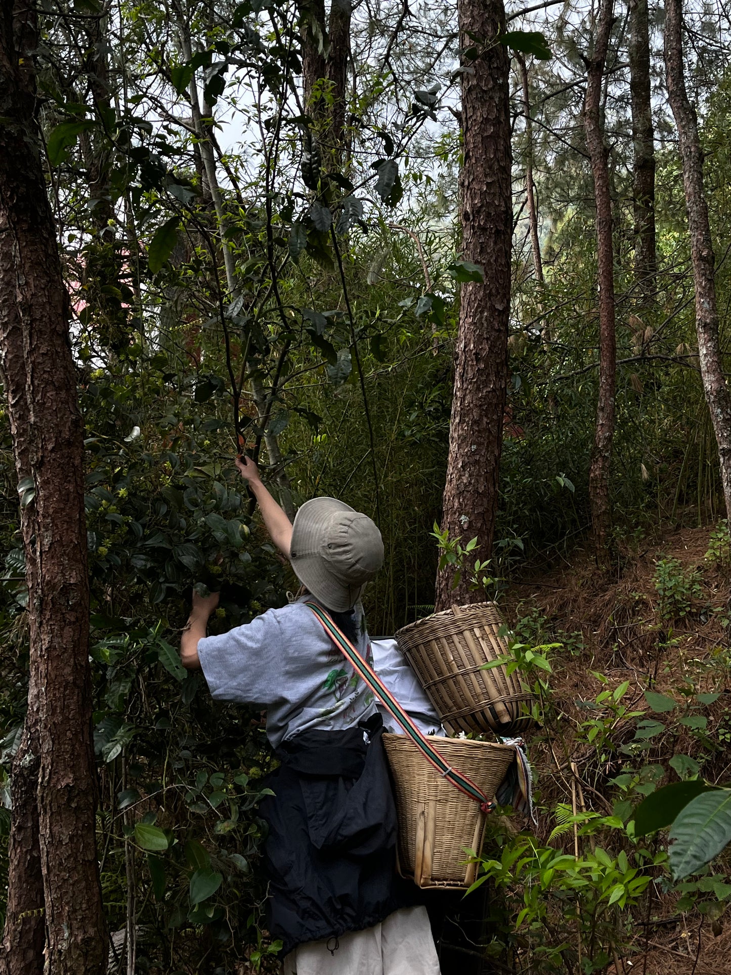 （3-6月）苍山采野生茶 制作自己的白茶