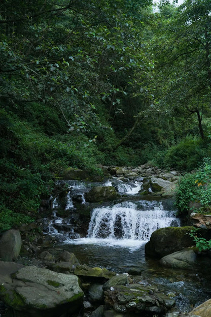 「莫催茶室」的明前绿茶 和 滇红茶