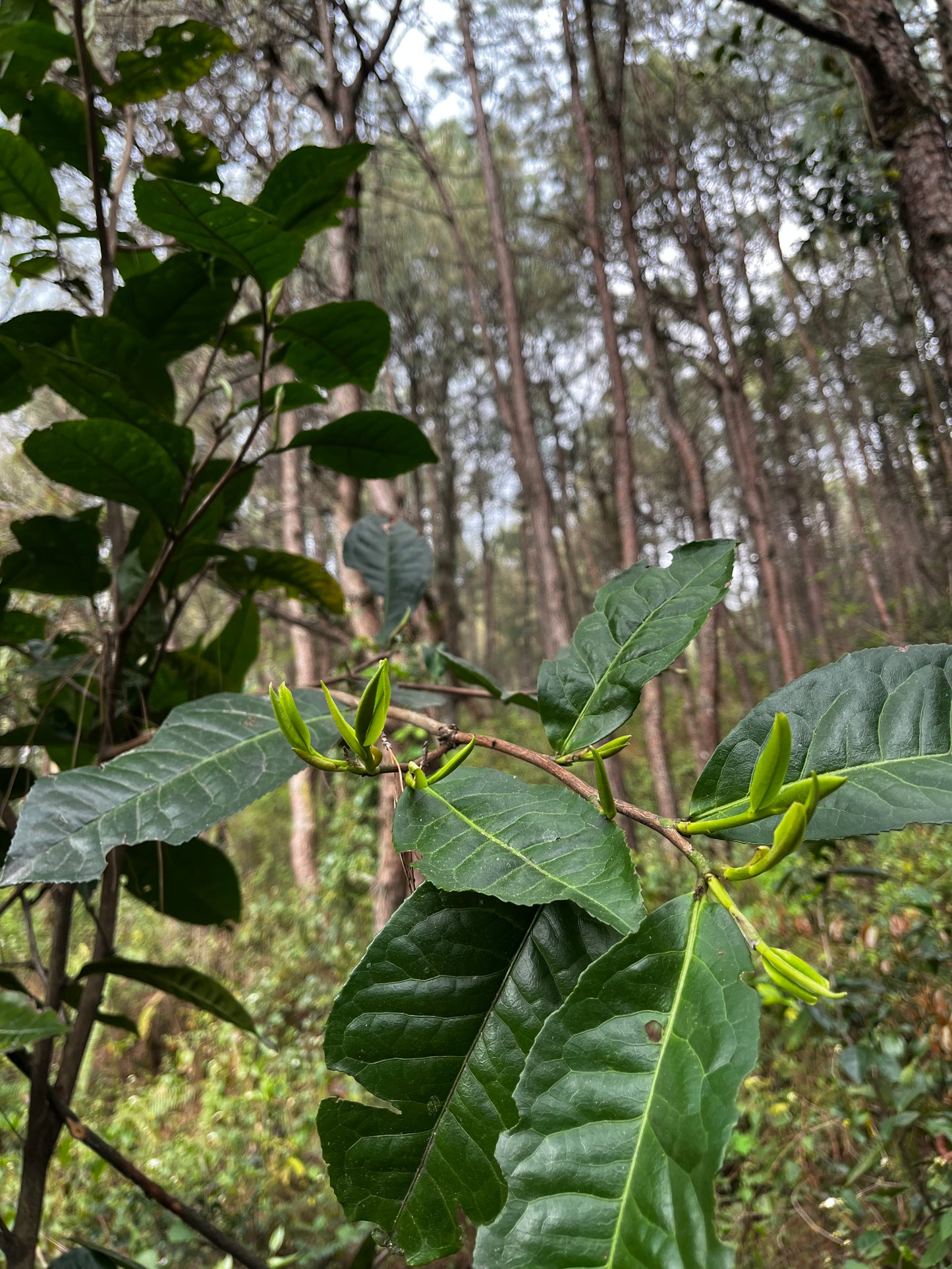 （3-6月）苍山采野生茶 制作自己的白茶