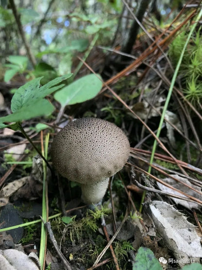 制作「蘑菇灯」| 用自己森林里采集的蘑菇