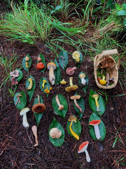 （6-10月）上山采蘑菇 | 在农家吃菌子餐