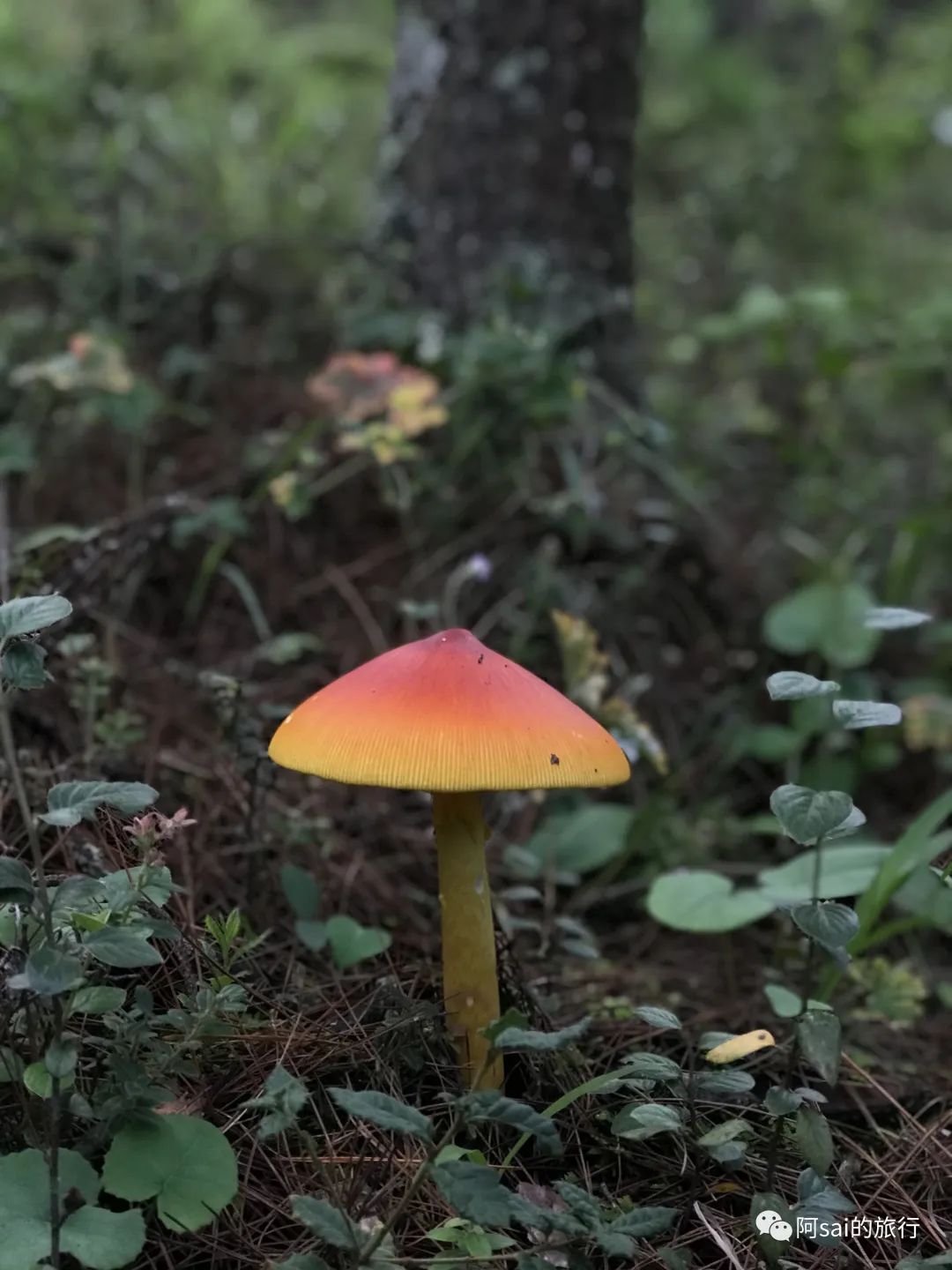 制作「蘑菇灯」| 用自己森林里采集的蘑菇