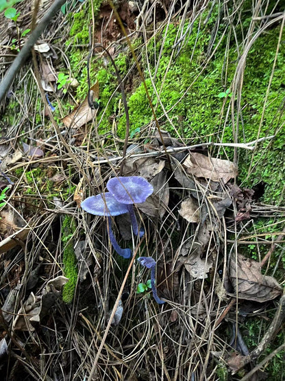山间四季的集采