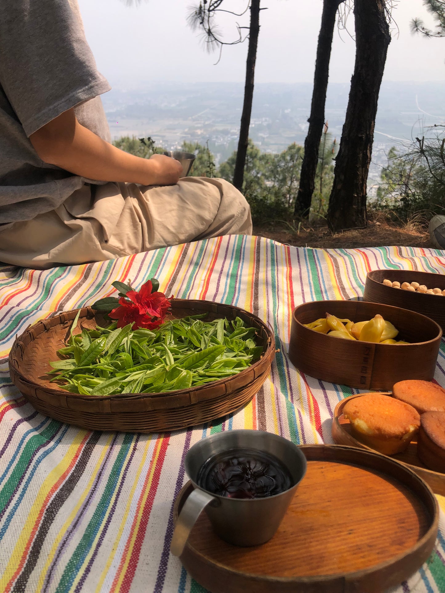 （3-6月）苍山采野生茶 制作自己的白茶