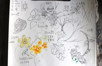 自然观察与笔记 | 鸟类、植物和昆虫