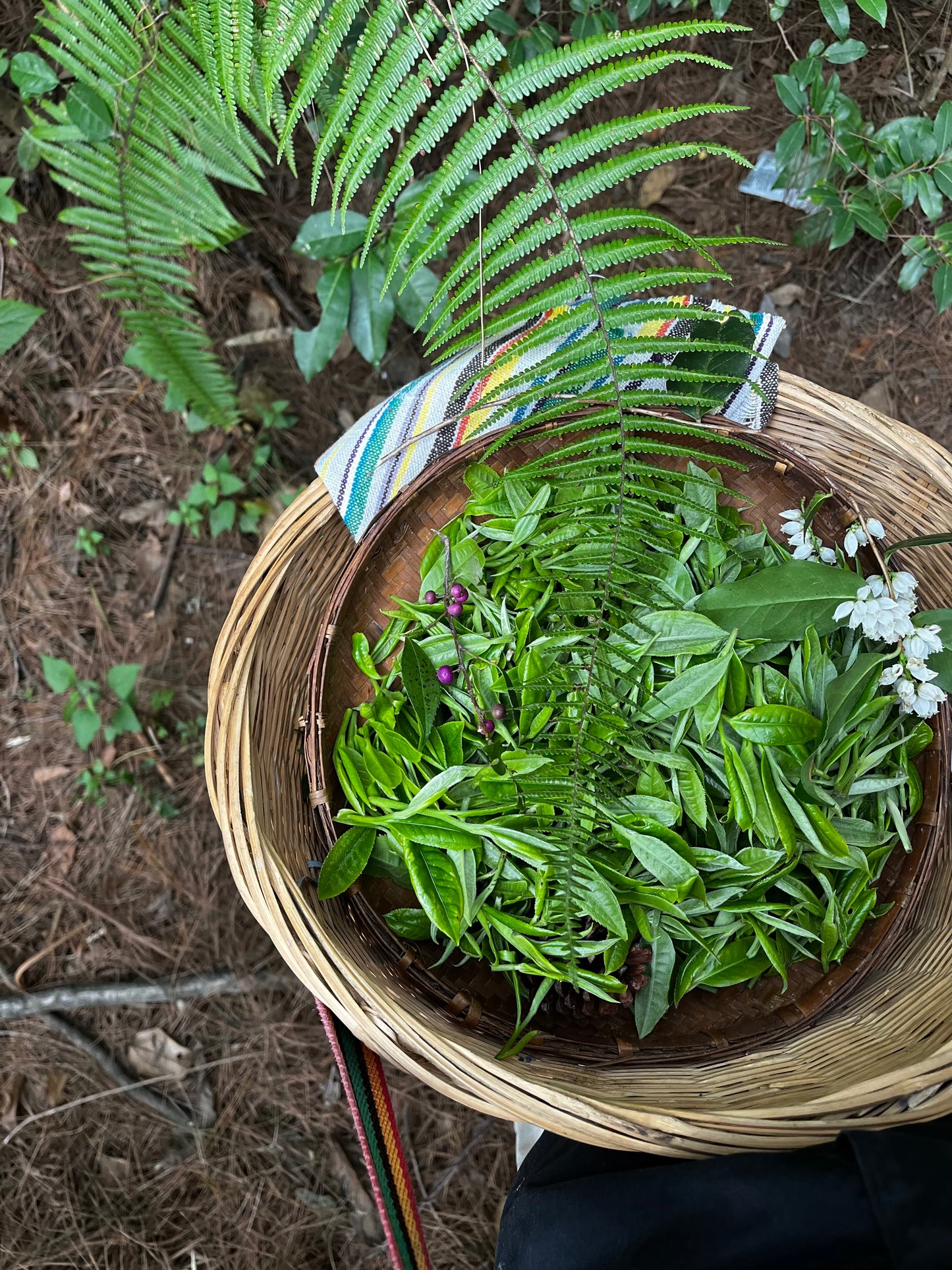 （3-6月）苍山采野生茶 制作自己的白茶