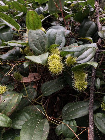 （3-6月）苍山采野生茶 制作自己的白茶