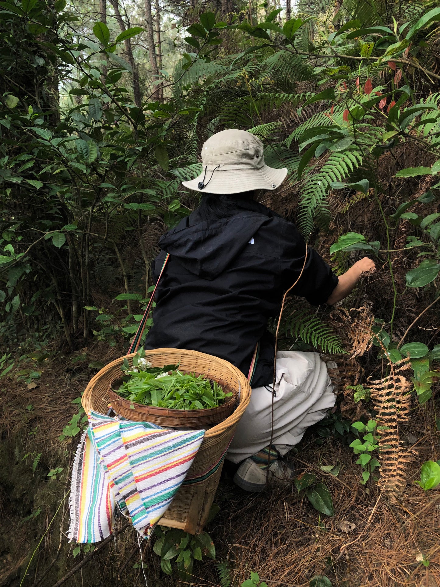 （3-6月）苍山采野生茶 制作自己的白茶