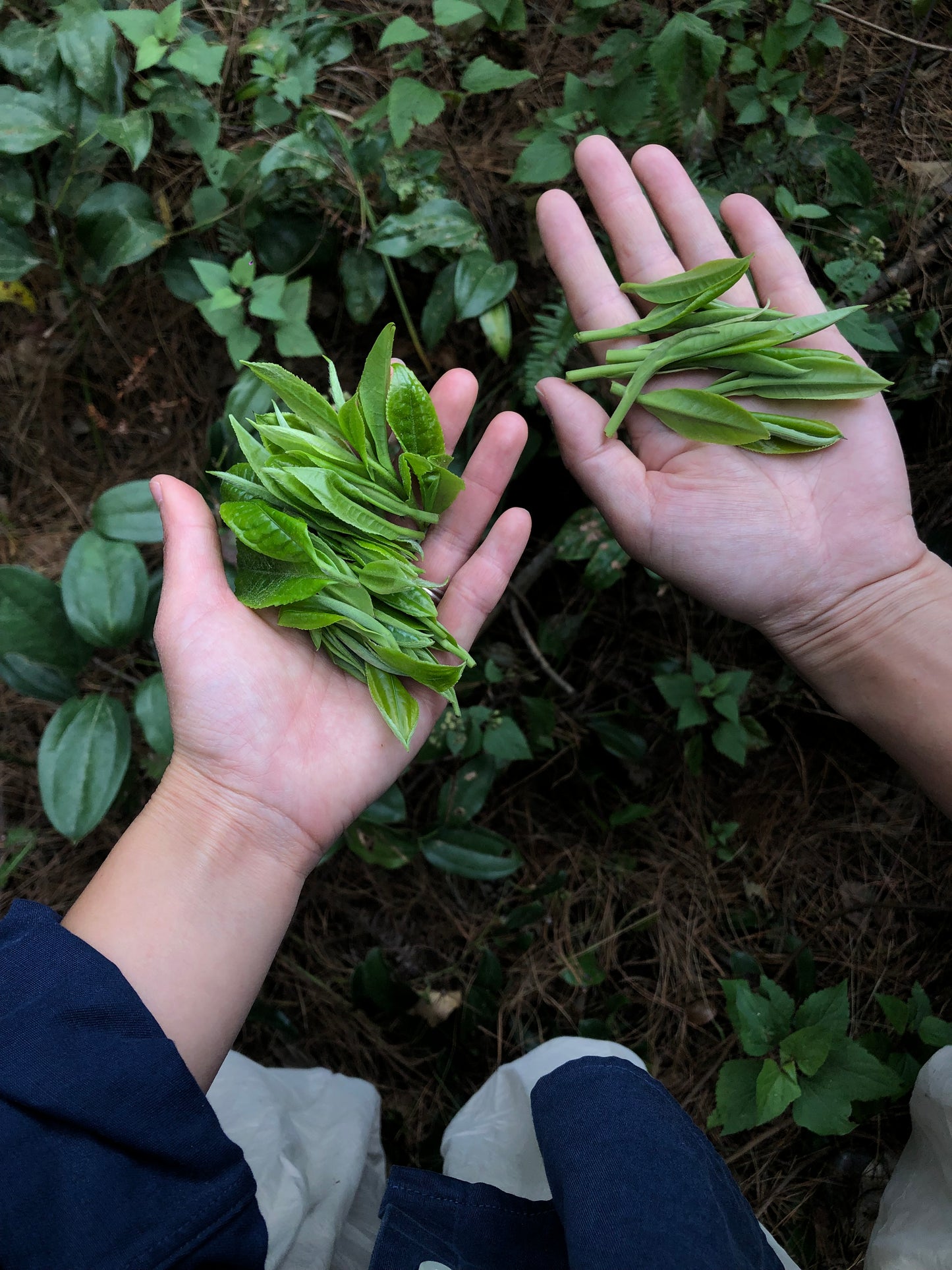 （3-6月）苍山采野生茶 制作自己的白茶