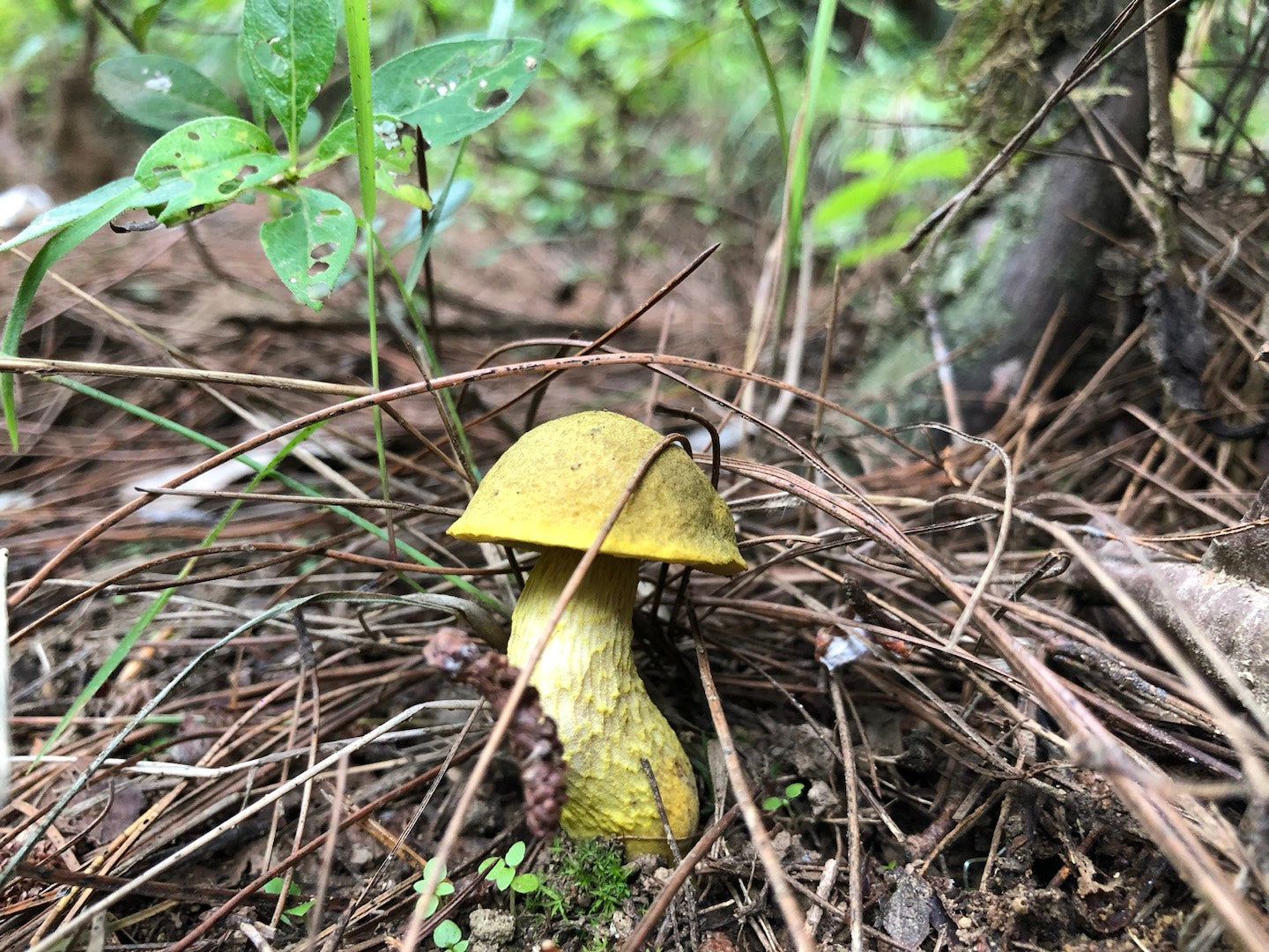 山间四季的集采