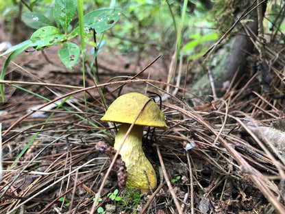 山间四季的集采