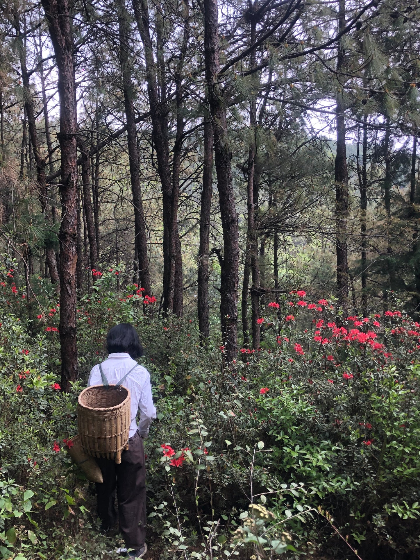（3-6月）苍山采野生茶 制作自己的白茶